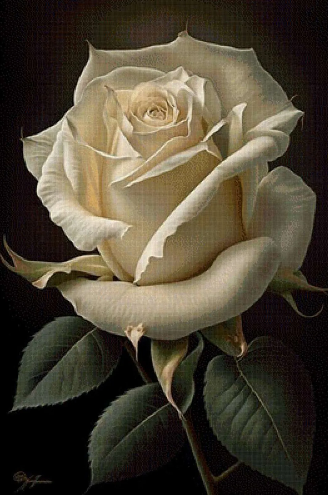 White rose cross stitch pattern finished preview on dark background