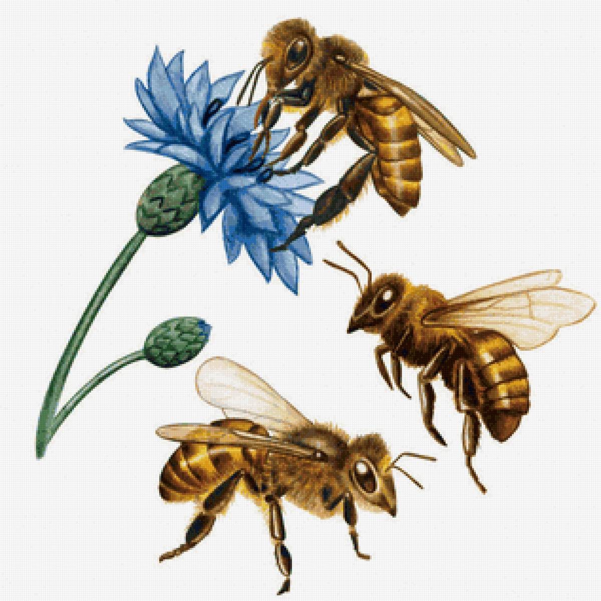 Honeybees and cornflower cross stitch pattern finished preview
