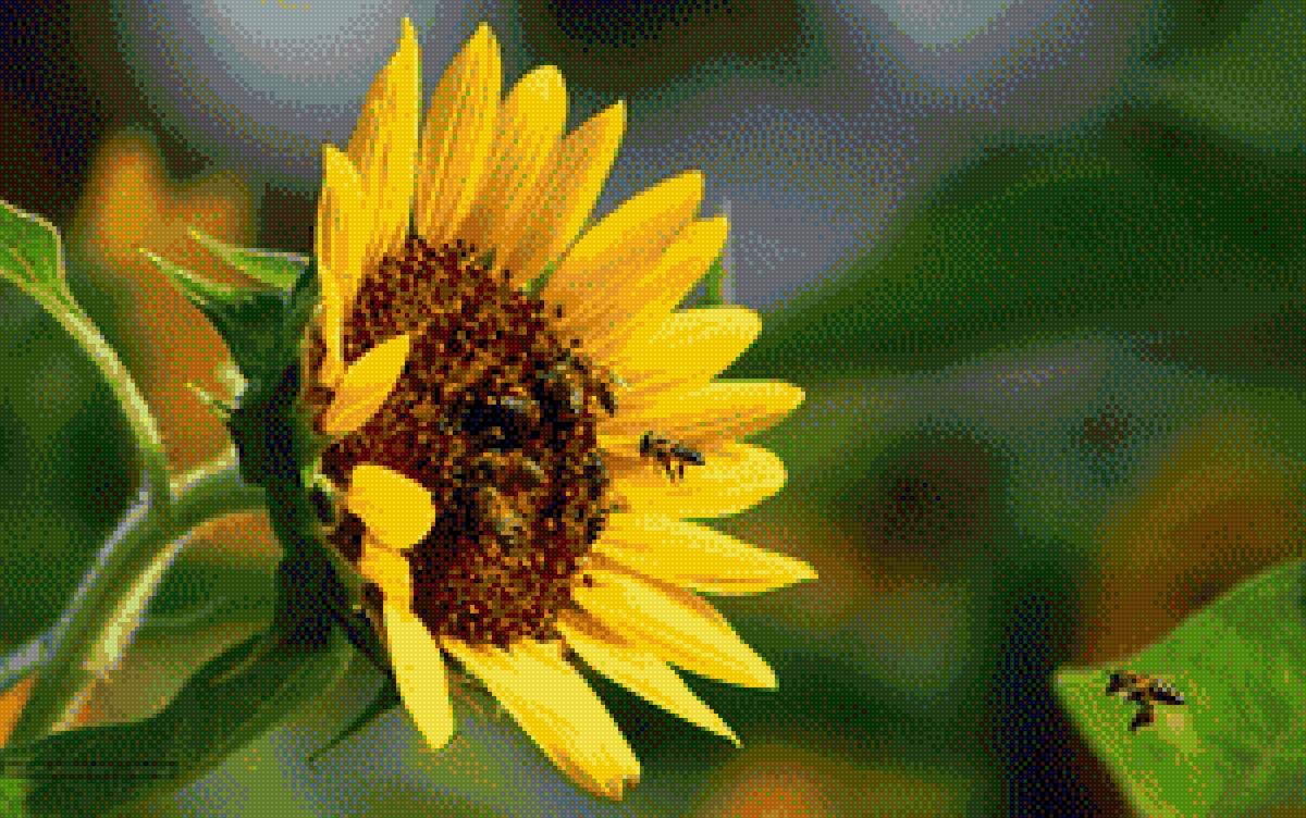 Sunflower and Bees cross stitch finished pattern preview